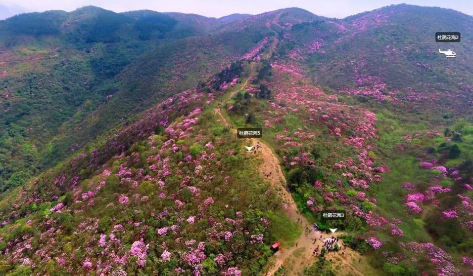 觀賞雲錦花海最佳地點位於大院江西坳,趙公亭,白鷳谷,龜龍窩等地.