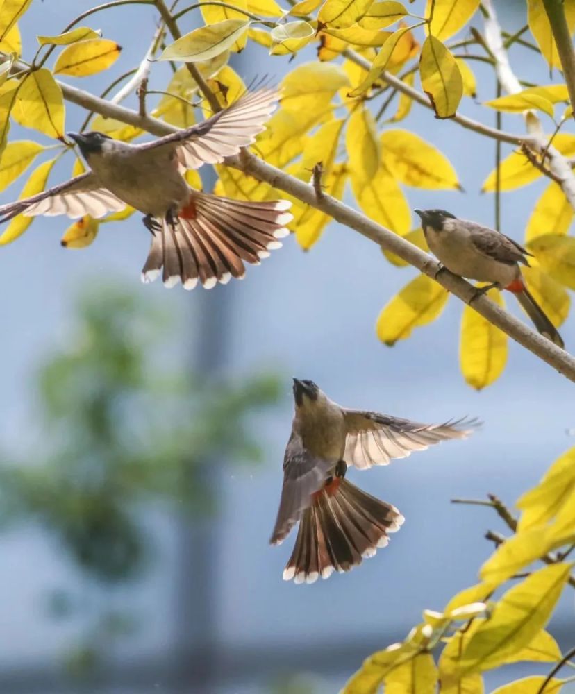 惊艳会动的风景藏不住了