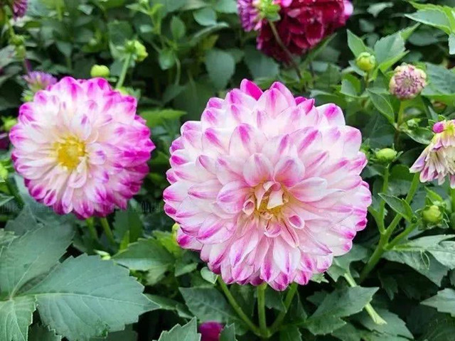 多彩的小丽花 庭院里种一片 开花很多很美丽 腾讯新闻