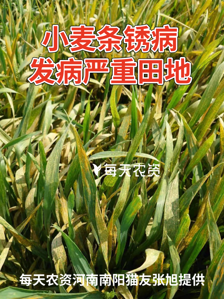 近期小麦条锈病多地严重发生!防治迫在眉睫!赶快用药吧