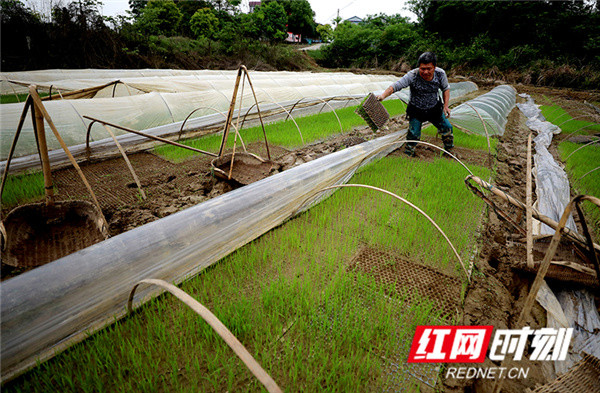 彭武流轉的450畝水田開始播插頭季水稻,村民們忙著轉運秧苗,拋秧入田