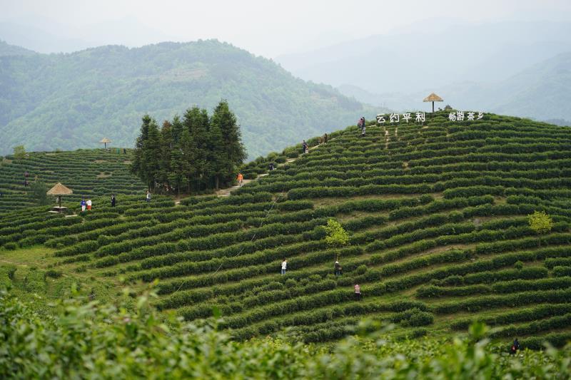 平利县老县镇蒋家坪村茶山景色(4月10日摄.新华社记者邵瑞摄