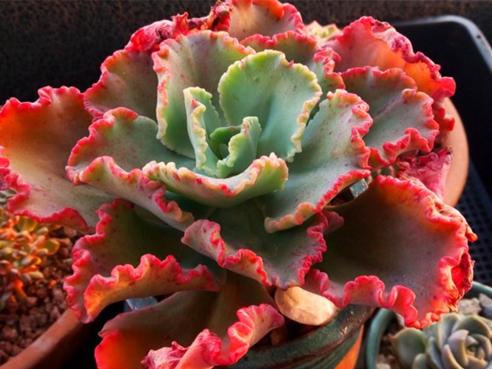 喜欢多肉大老桩要选对品种阿伦培桃蛋包菜都是不错的选择