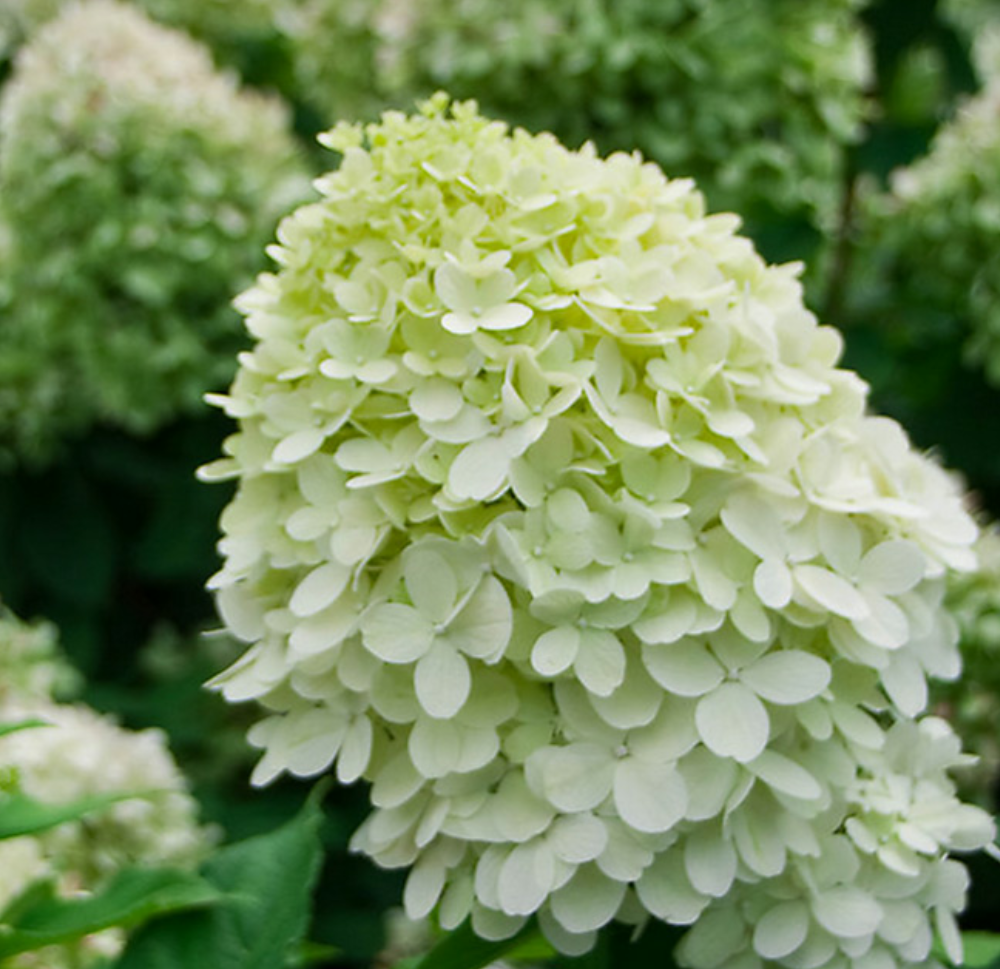 圆锥绣球即将孕育花芽除了光照水肥还有一项养护别疏忽