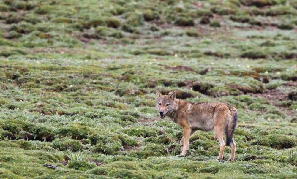 河北张家口疑似狼群出没有11只羊被咬死我们该不该保护