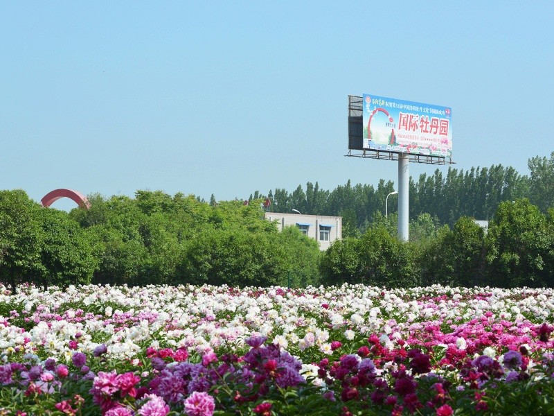 4月下旬洛陽市區牡丹園推薦國際牡丹園為什麼能晚開花