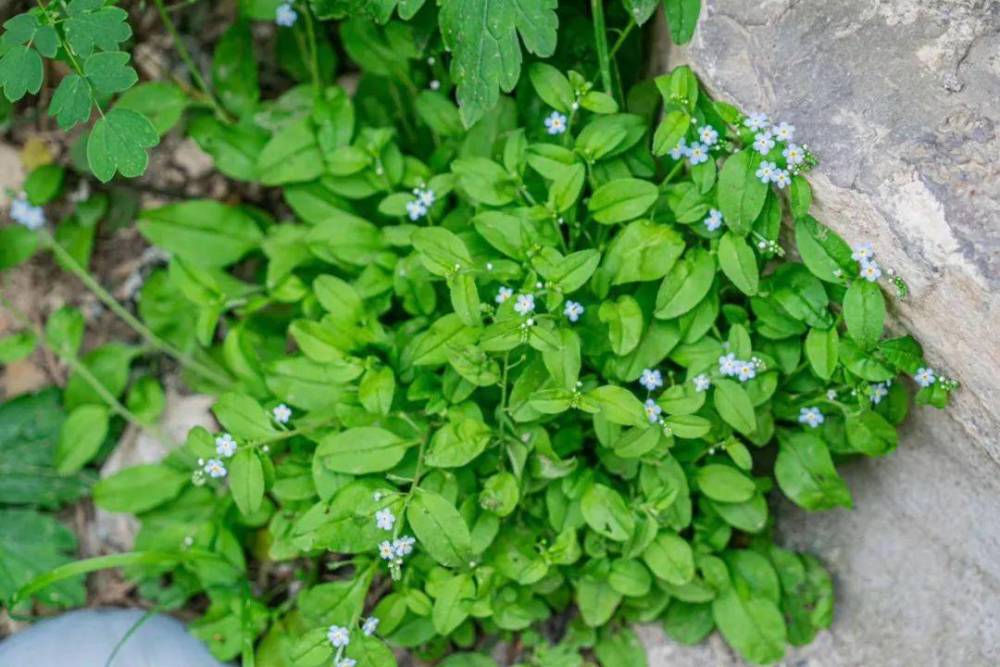 这6种小花是春天常见的野菜花这2种虽然好看但可别乱吃