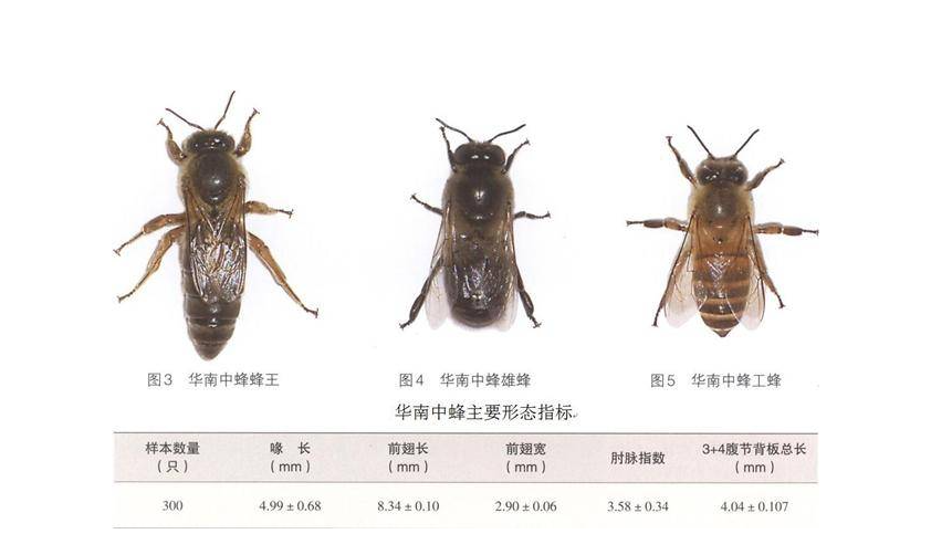 产卵后的工蜂做爹又做妈说好的王化呢只因封印已破