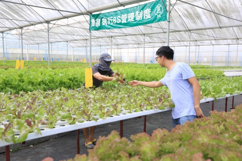 香港三名后生在江门当现代高科技农夫见证湾区发展