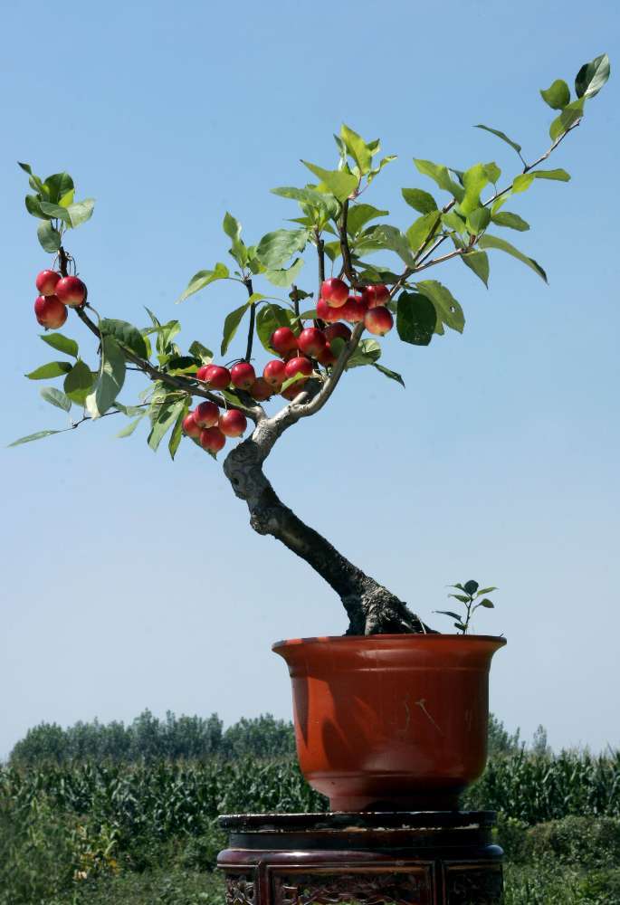 家里不养几个果树盆景都不好意思称老玩家这是为啥呢