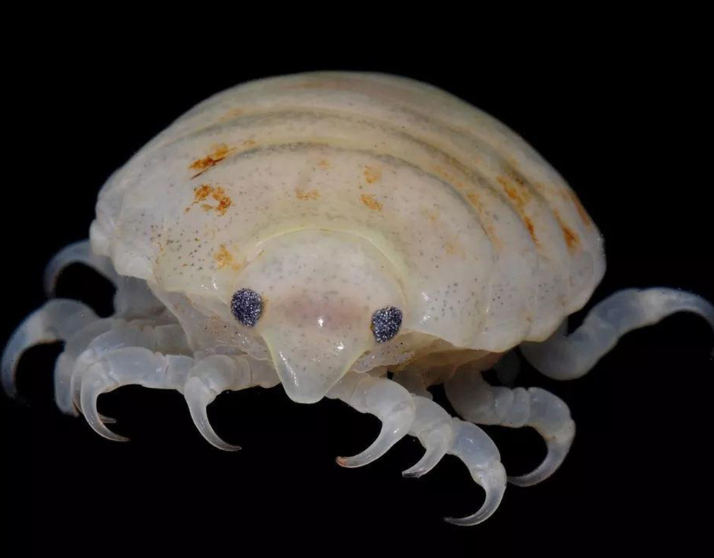 犹如外星怪兽的虫子,缩头鱼虱是如何寄生在鱼嘴中,代替鱼舌的?