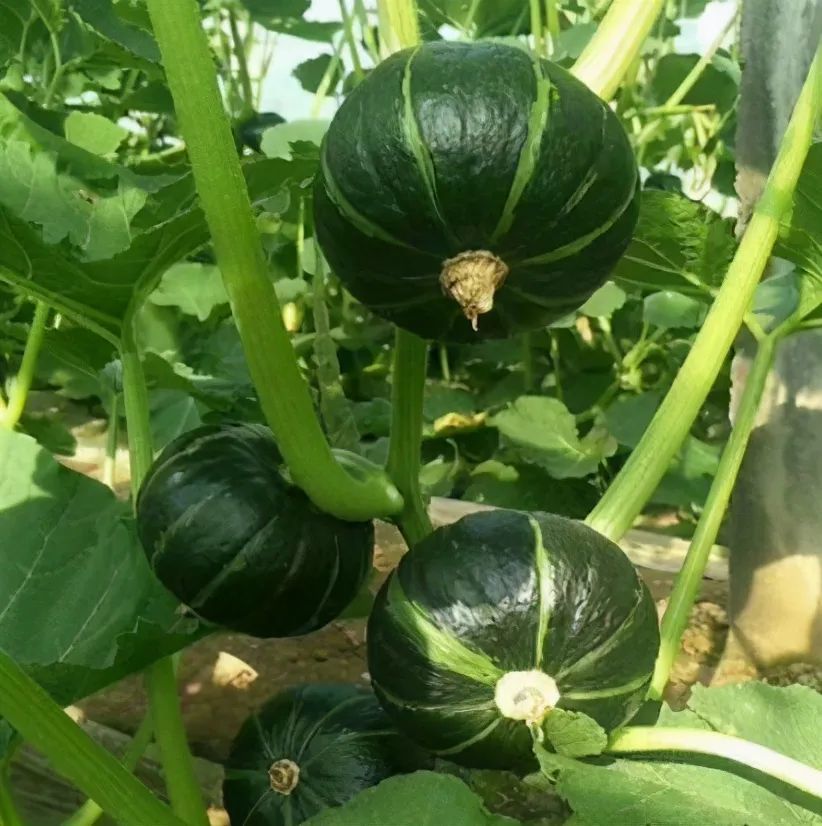 网红 贝贝南瓜 阳台也能盆栽 掌握几 要点 一棵结果几十个 腾讯新闻