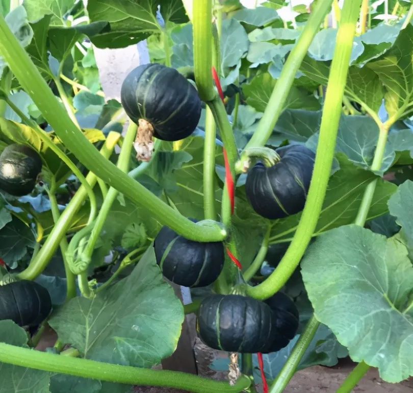 网红 贝贝南瓜 阳台也能盆栽 掌握几 要点 一棵结果几十个 腾讯新闻