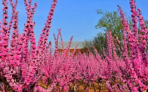 富平梅园满园梅花如约开放,让人感受到春的气息