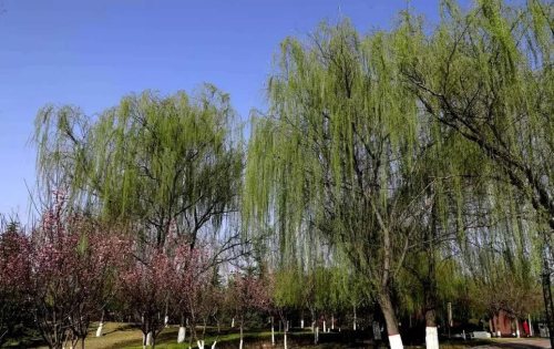 富平梅园满园梅花如约开放,让人感受到春的气息