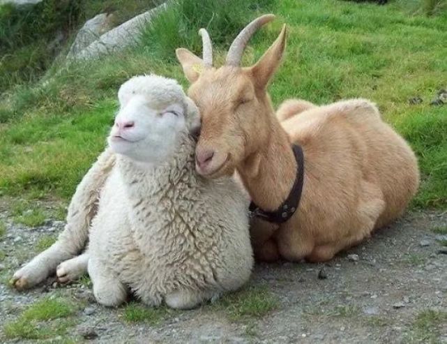 山羊和绵羊的样子图片