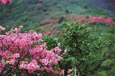 春日赏花，杜鹃花是不可或缺的主角。