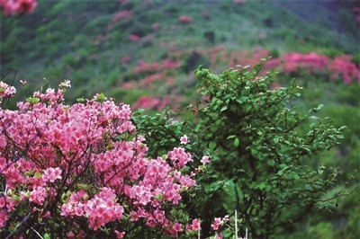 春日赏花，杜鹃花是