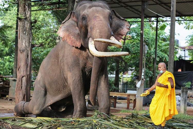 斯里兰卡庆祝传统新年,僧侣正准备为一只大象涂草药精油,科伦坡.