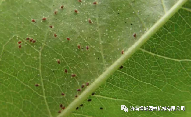 红蜘蛛来袭请准备战斗园林植物叶螨类红蜘蛛发生规律和防治技术