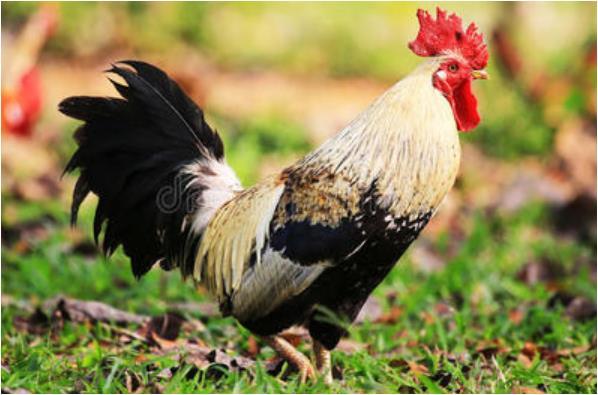 命中注定富贵鸡:特别是1969年51岁人,