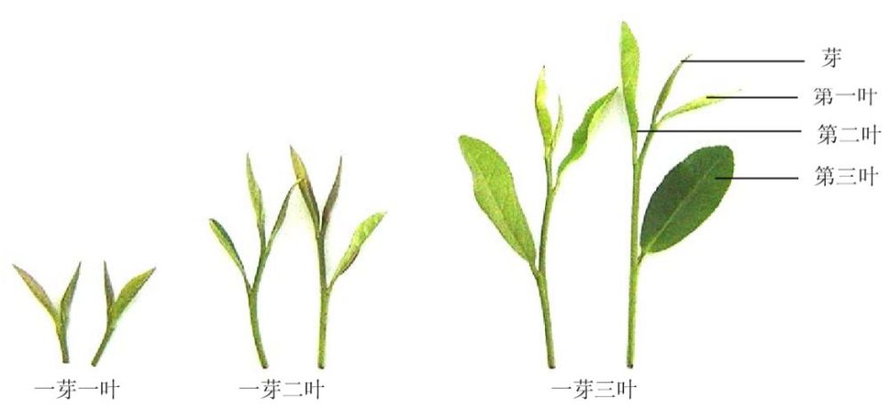 经常喝茶你对茶树了解么