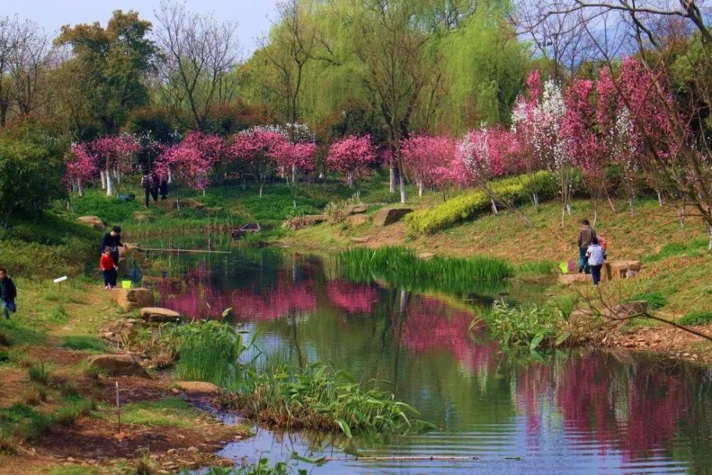 杭州又出"赏花首选地",7000多株桃花绚烂绽放,不收门票五一走起
