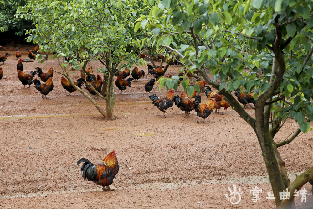 师宗肉牛养殖牛劲足