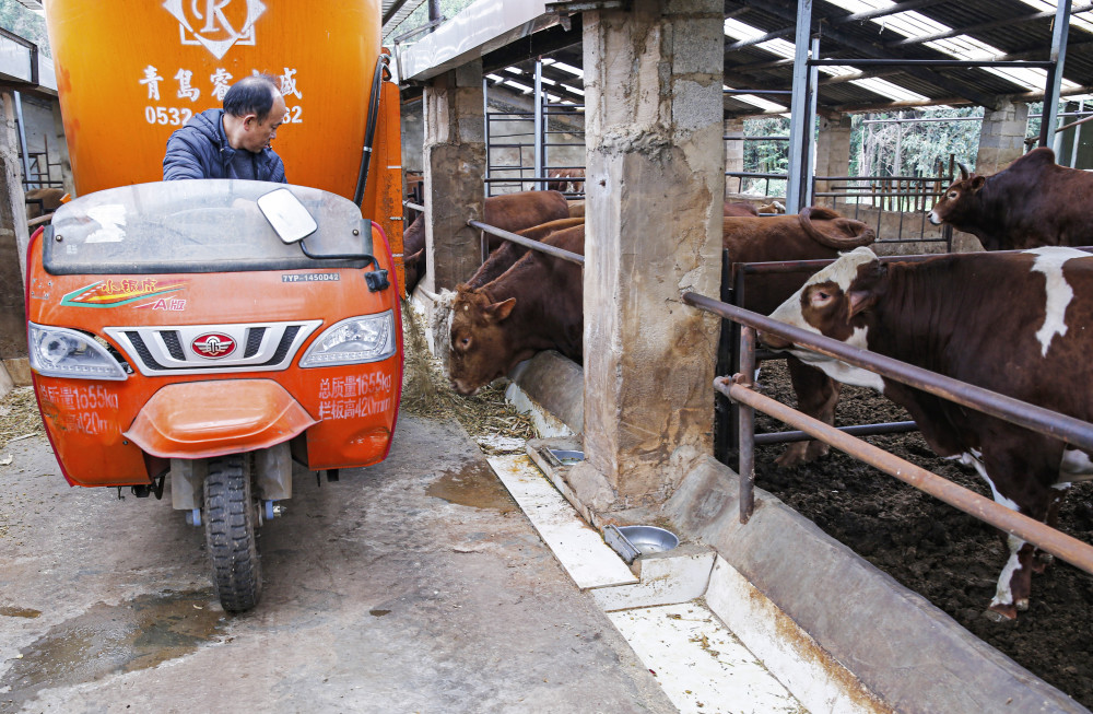 师宗肉牛养殖牛劲足