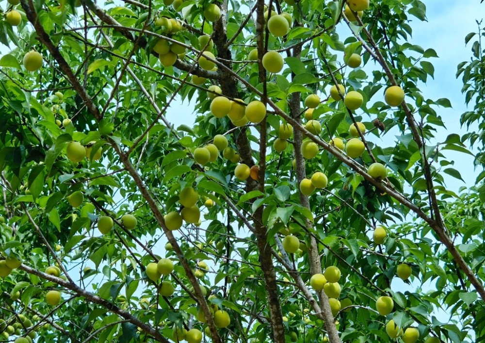 图集 夏至未至 想我了 梅 腾讯新闻