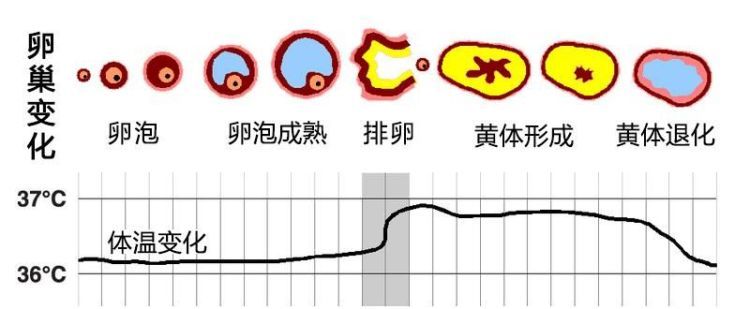 排卵到怀孕 大约需要几天 若出现了这3个感觉 恭喜你怀孕了 腾讯新闻