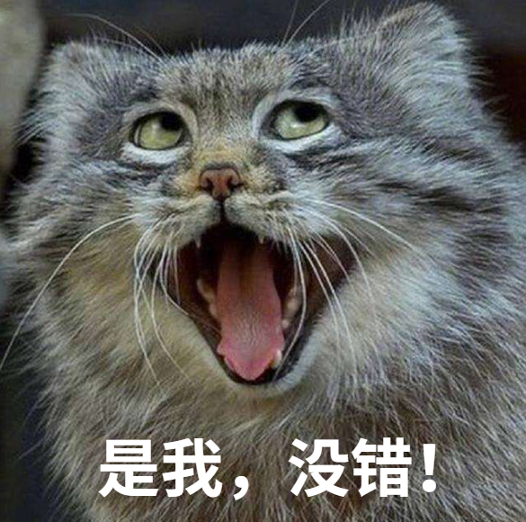 "震惊猫猫脸"笑翻全网,主人:别笑了!它很痛苦