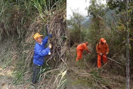 对标dl T 741 10 输变电系统启动除草技术创新 腾讯新闻