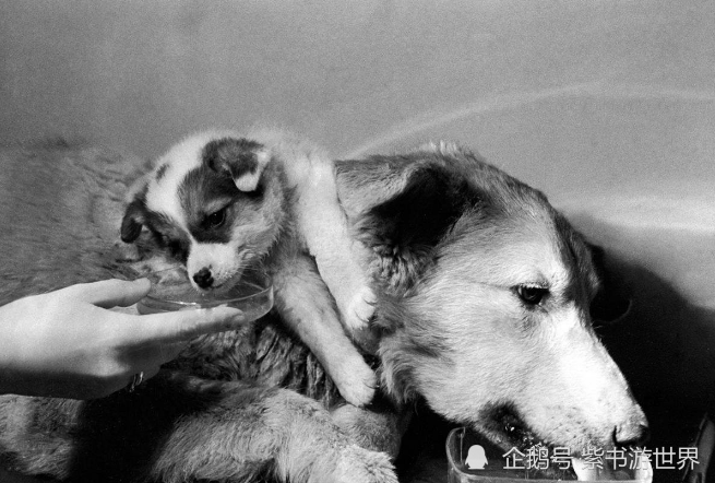 历史上的双头狗实验发生了什么那两只狗最后活了多久