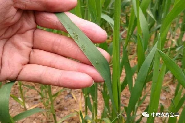 小麦蚜虫,简称麦蚜,又叫腻虫,是小麦生产上的重要虫害之一,每年都不同