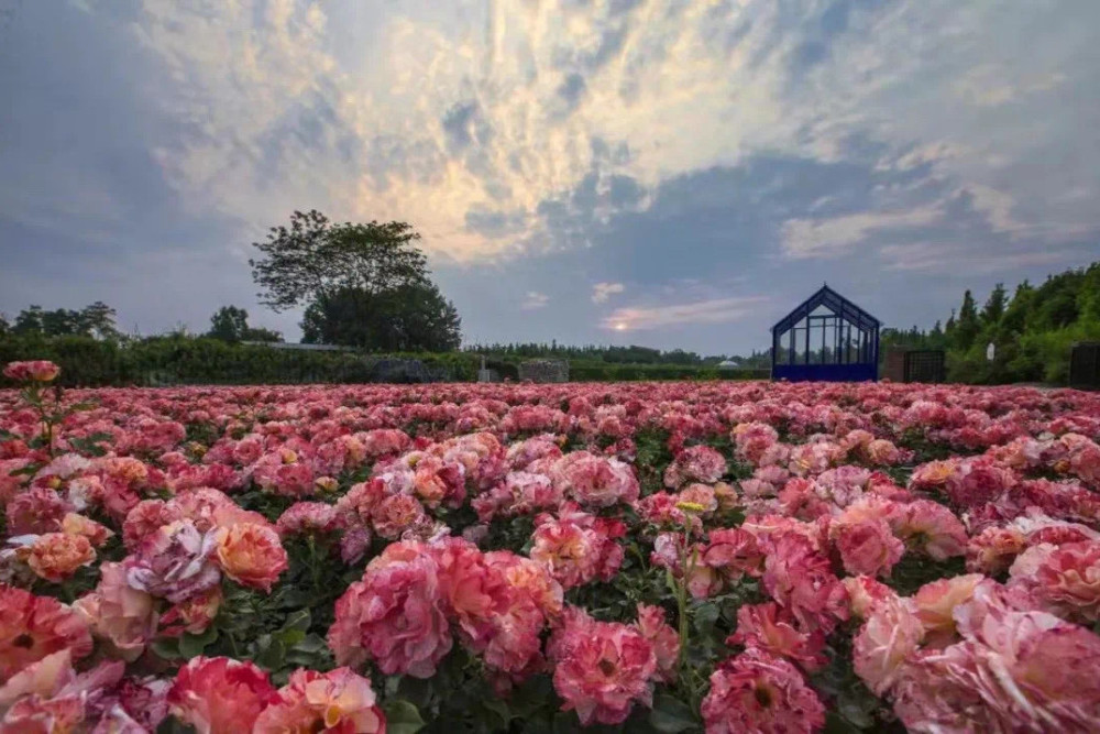 成都版法国玫瑰庄园百亩法国玫瑰花半天时间就可以打卡
