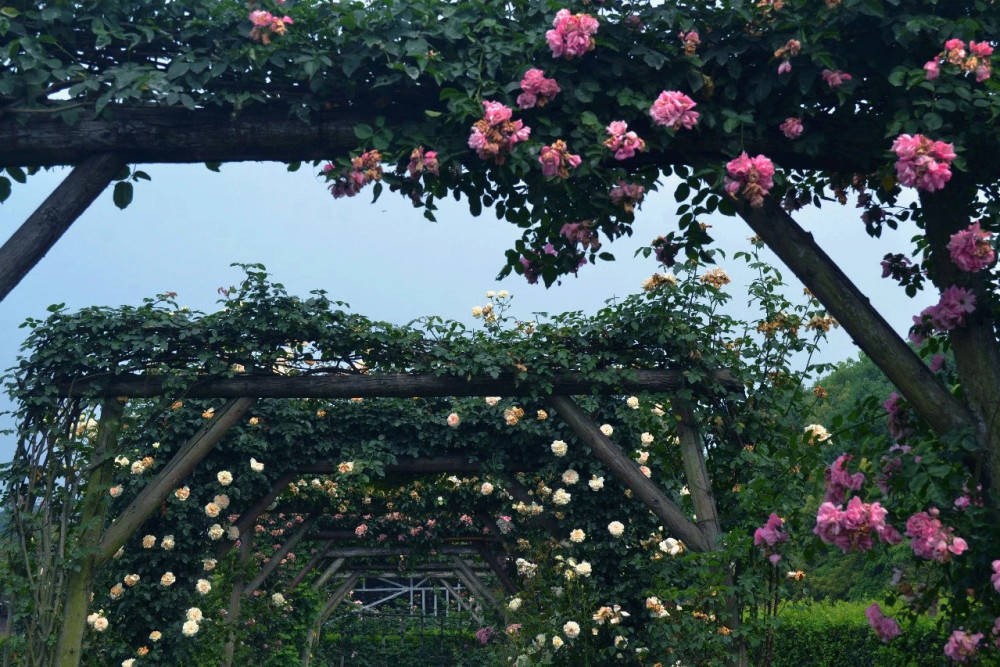 成都版法国玫瑰庄园百亩法国玫瑰花半天时间就可以打卡