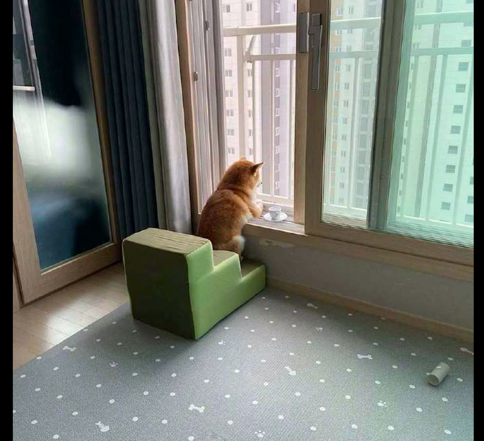 狗喜欢趴在窗台上看风景主人专门给它买了座椅还有杯子好惬意