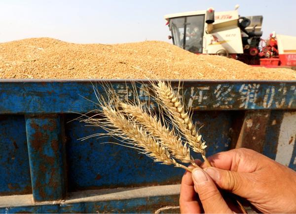 运输安全对于确保粮食进口安全至关重要