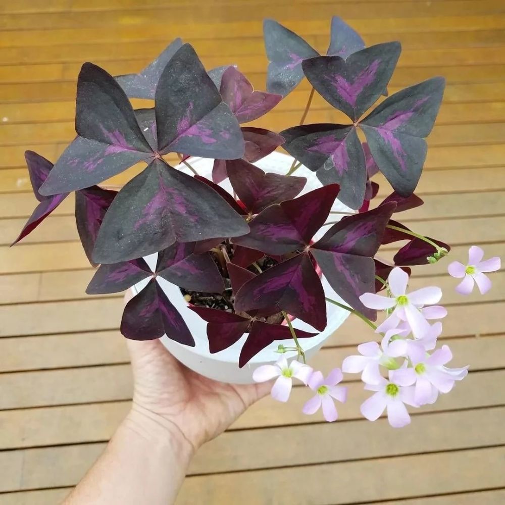 栽种紫叶酢浆草不需要买已经长好的盆栽,只需要买几个小块茎,就可以