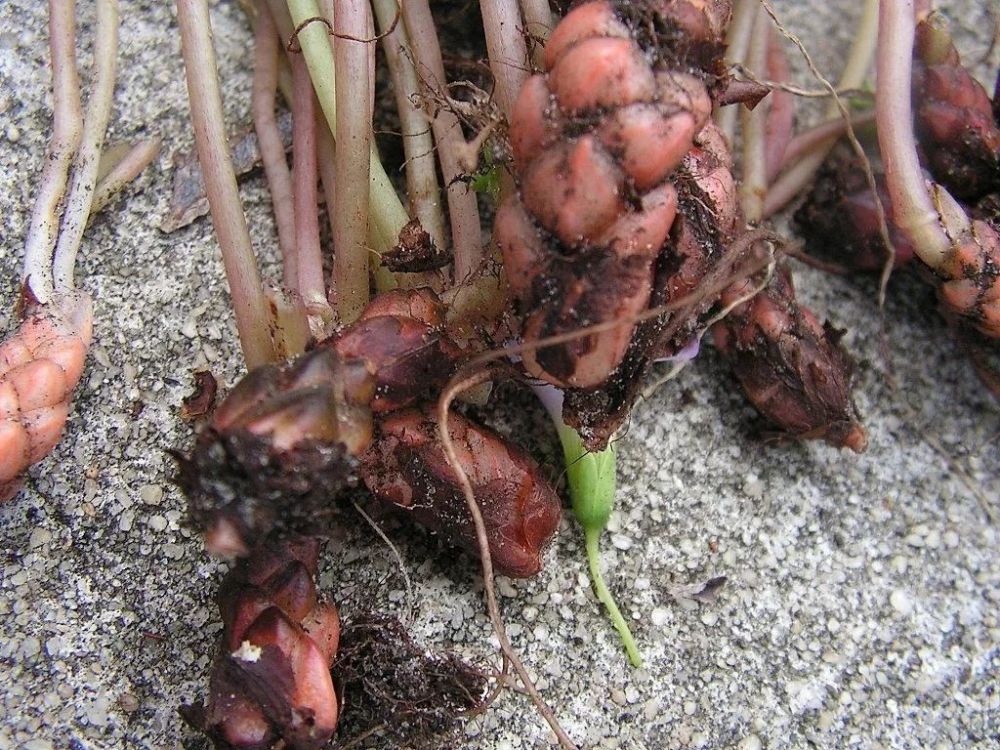 买点便宜的紫叶酢浆草块茎能快速发芽很快长满一盆