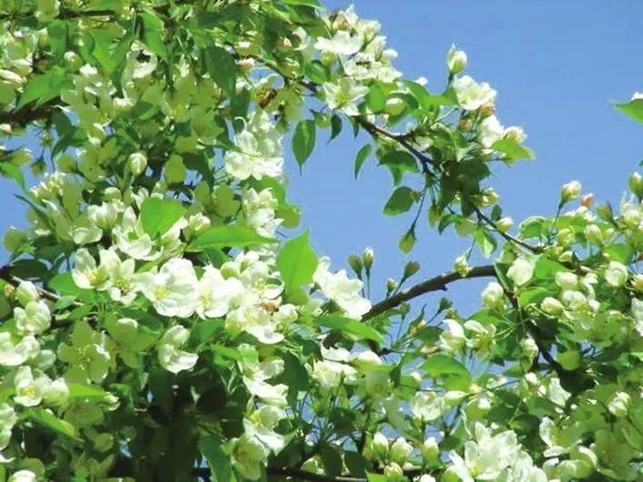 賞花地點:梨花園,動植物公園.賞花時間:五月上旬.