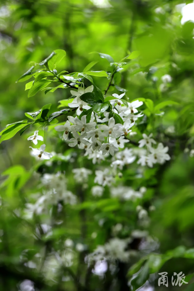 甬城草木记|朵朵白花娇羞开,寻找国家Ⅱ级保护濒危珍稀植物