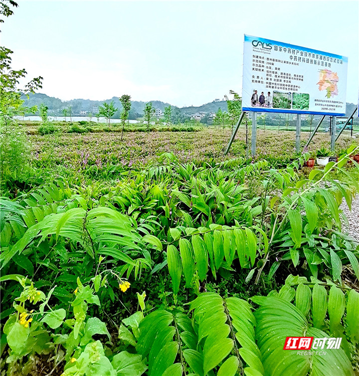 武陵山中药材种植基地.
