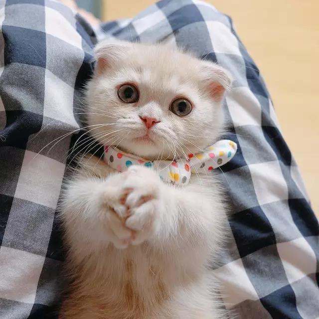 为什么繁殖折耳猫的人该接受谴责折耳猫们每走一步路都像在控诉