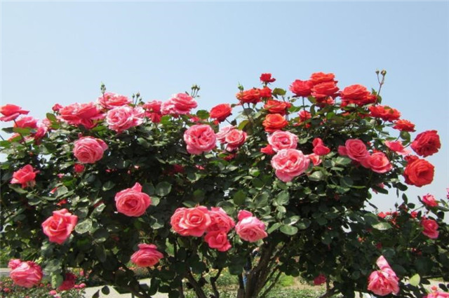 晚春唐诗玫瑰6首:折得玫瑰花一朵,凭君簪向凤凰钗