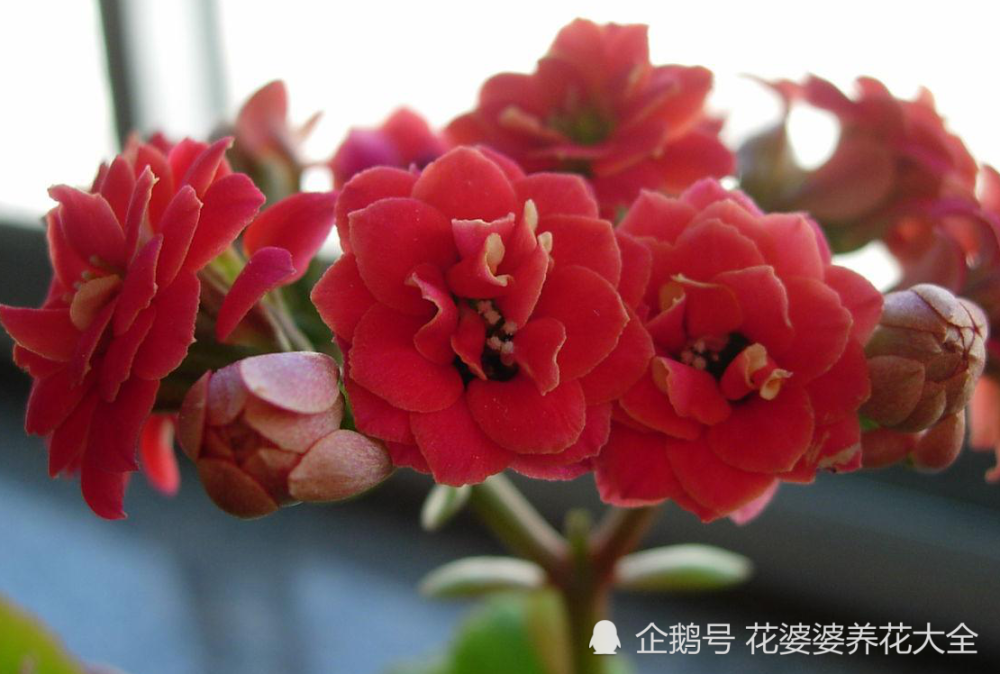 非洲紅寶石花朵比較大,開花數量多而且很緊湊,容易開成花球.