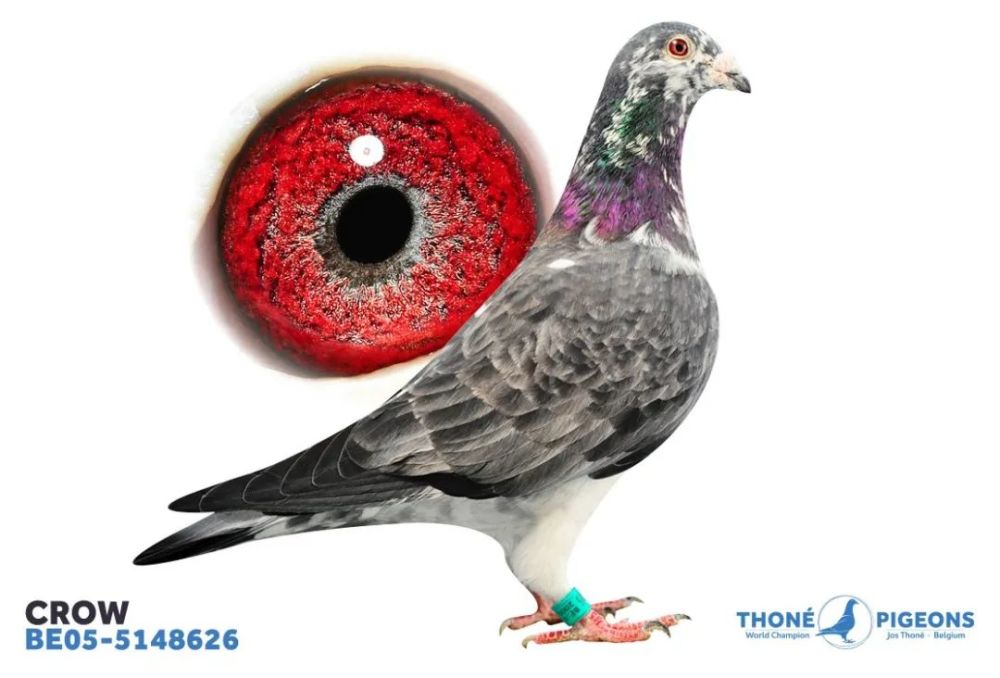 乔斯托内的4羽世界级鸽过去2年后代获超250项冠军