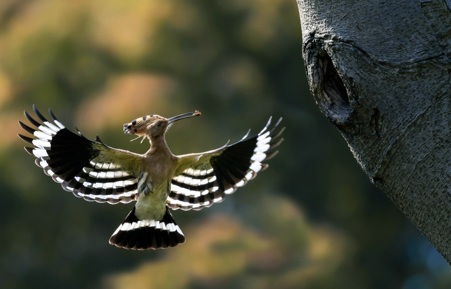 三候,戴胜降于桑丨戴胜,一名戴鵀.