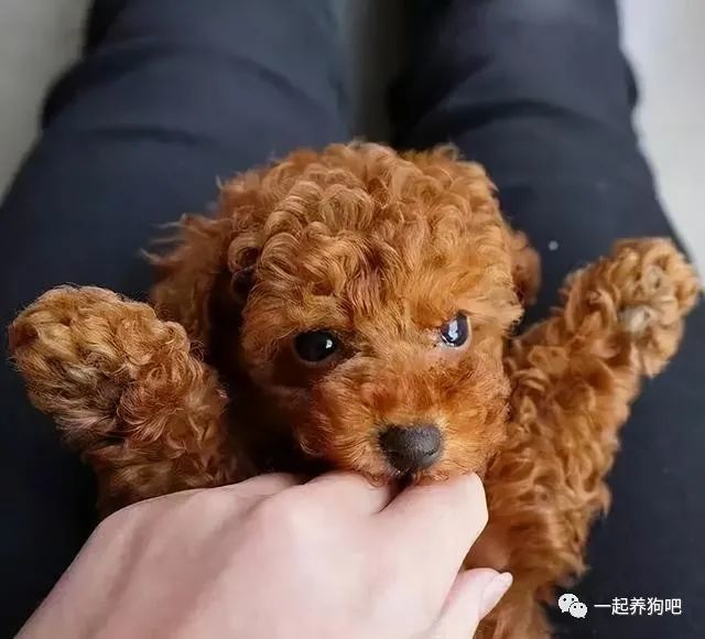 把你当成"妈妈"的泰迪犬,会有这7个表现